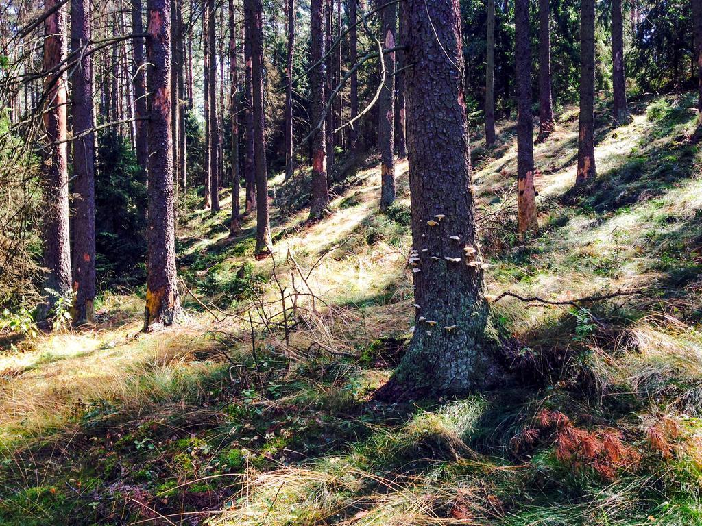 Przystanek Tlen Bed & Breakfast Eksteriør bilde